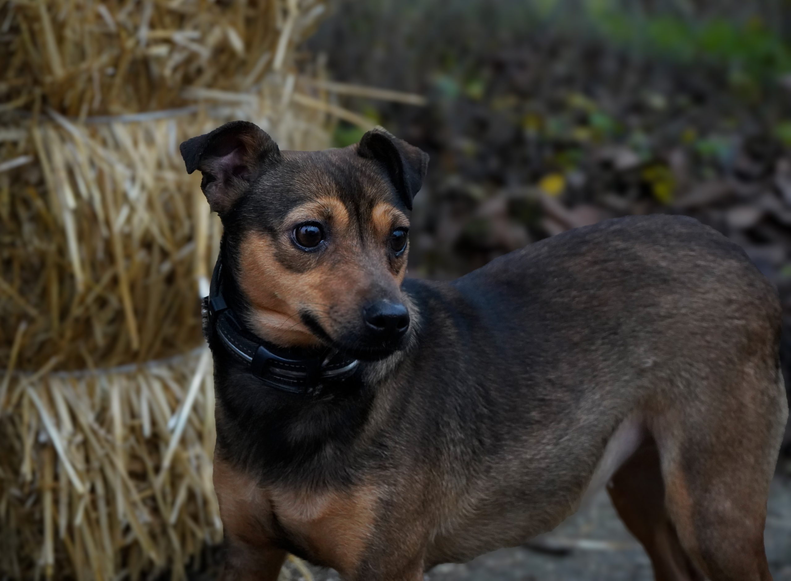 _DSC7440